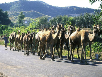 Cammelli per la strada in Rajasthan